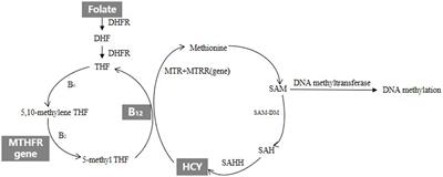 Association between early spontaneous abortion and homocysteine metabolism